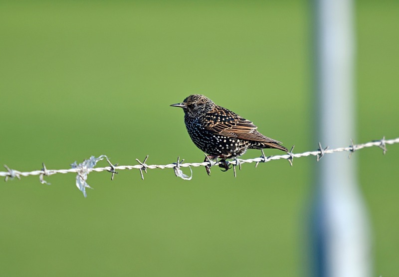 Starling - Starlings