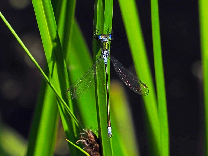 Emerald Damselfly - Dragonflies and damselflies