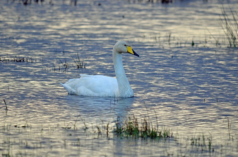 Whooper Swan - Whooper and Bewick's Swans