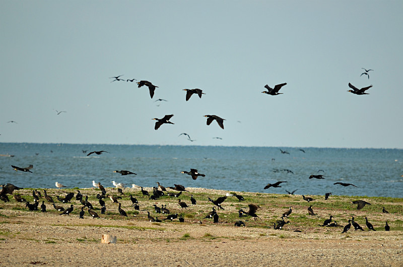 Cormorants - Estonia