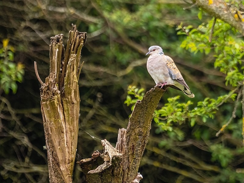 Turtle Dove - Pigeons and doves