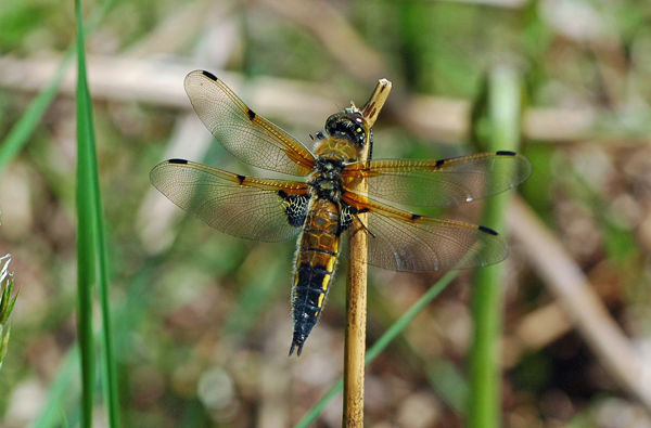 Four-spotted Chaser - Dragonflies and damselflies