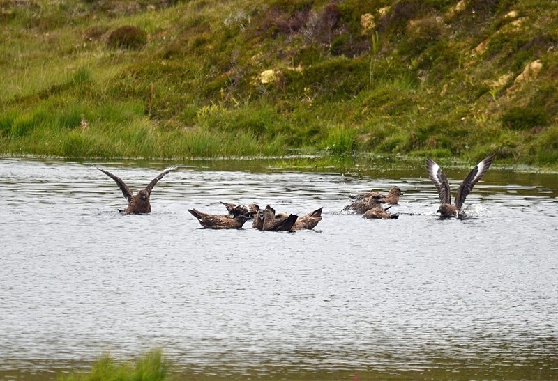 Great Skuas - Skuas and shearwaters