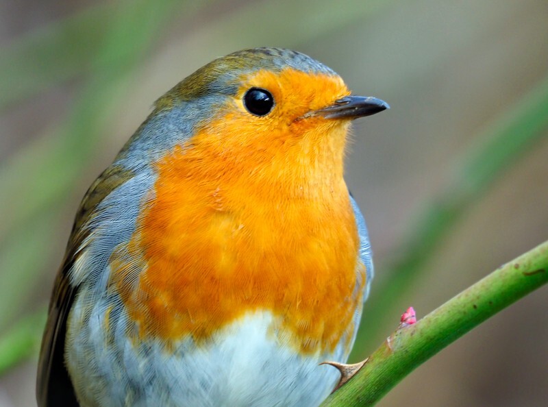 Robin - Robins