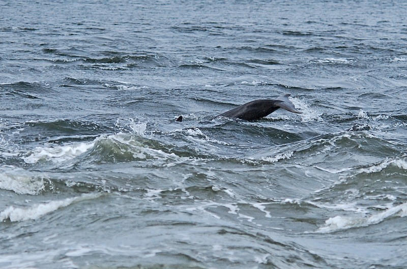 Bottlenose Dolphin - Whales and dolphins