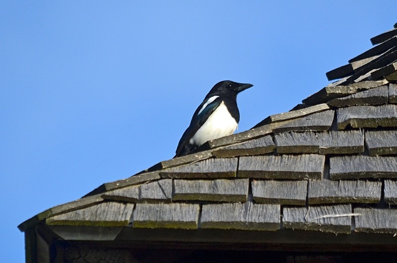 Magpie - Crows