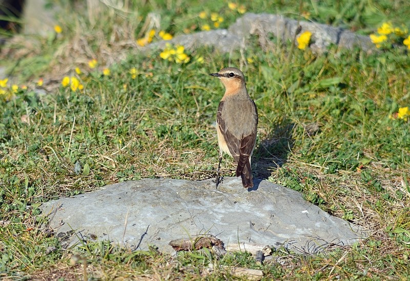 Northern Wheatear - Chats