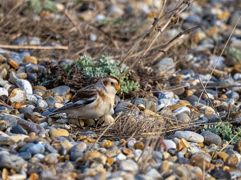 Snow Bunting - Buntings