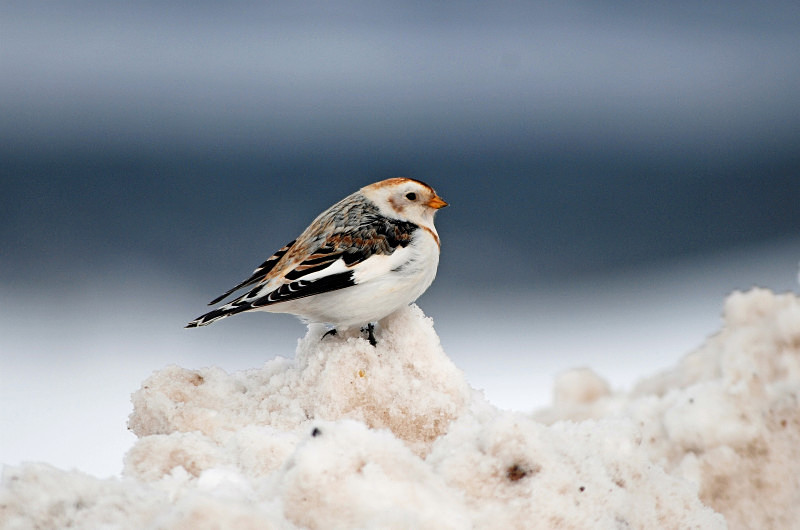 Snow Bunting - Buntings