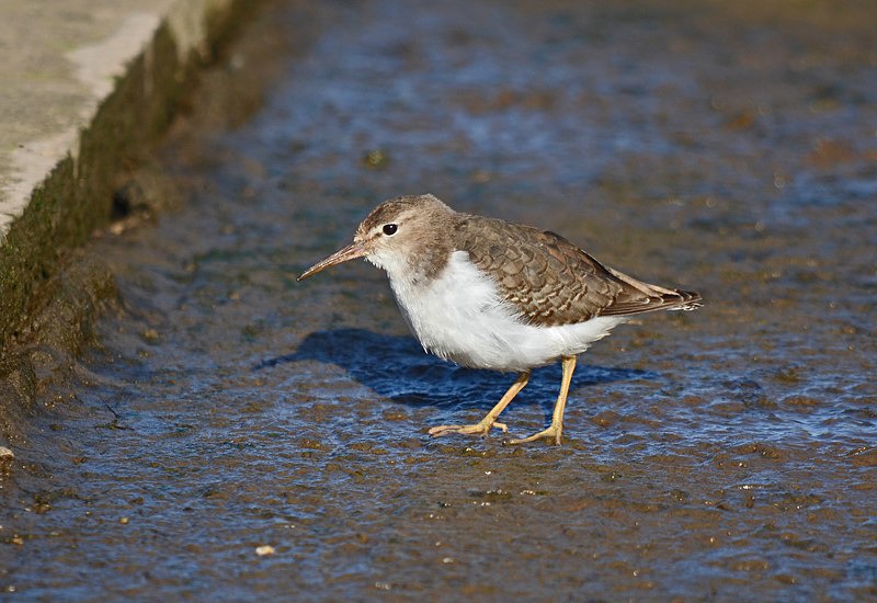 Spotted Sandpiper - Sandpipers