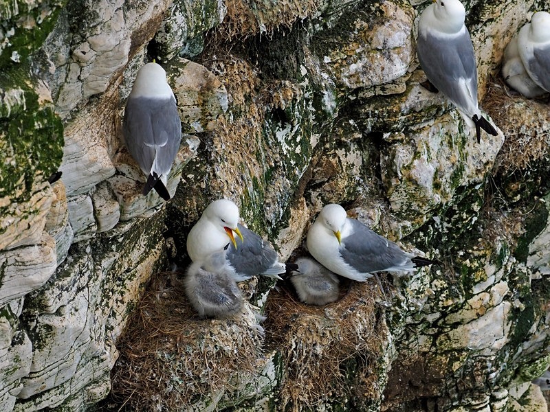 Kittiwakes - Gulls