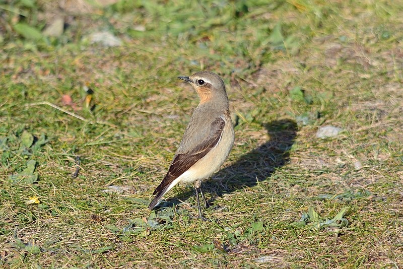 Northern Wheatear - Chats