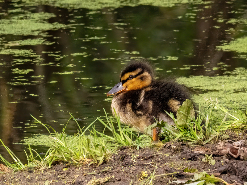 Mallard duckling - Latest photos