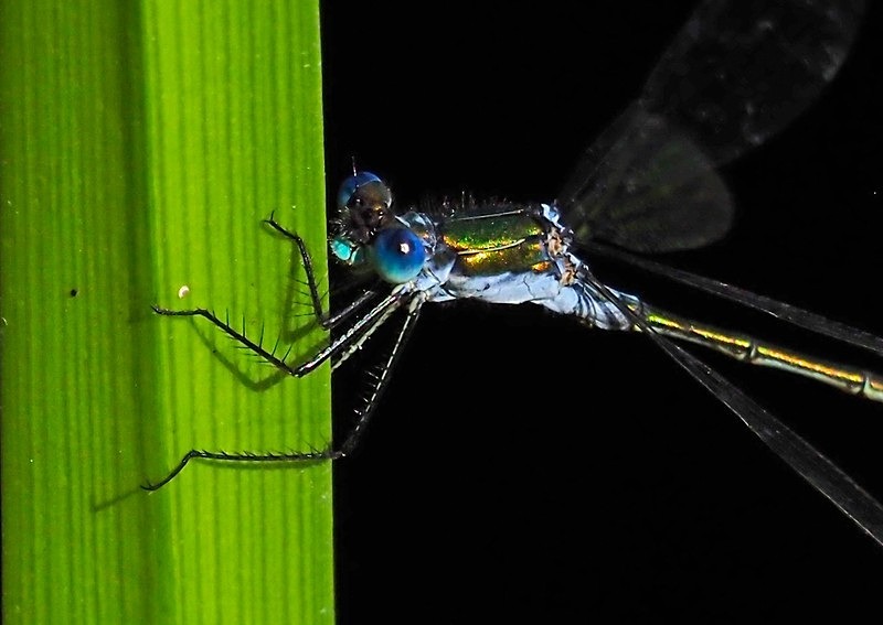 Emerald Damselfly - Dragonflies and damselflies