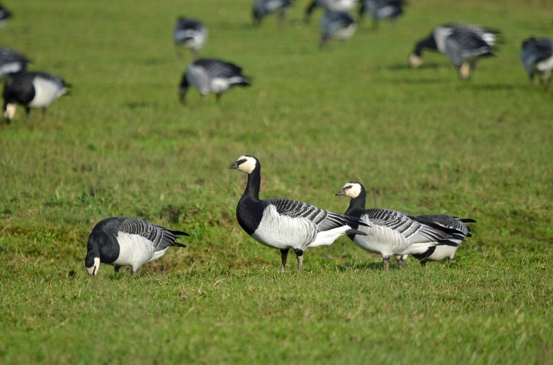 Barnacle Geese - Black geese