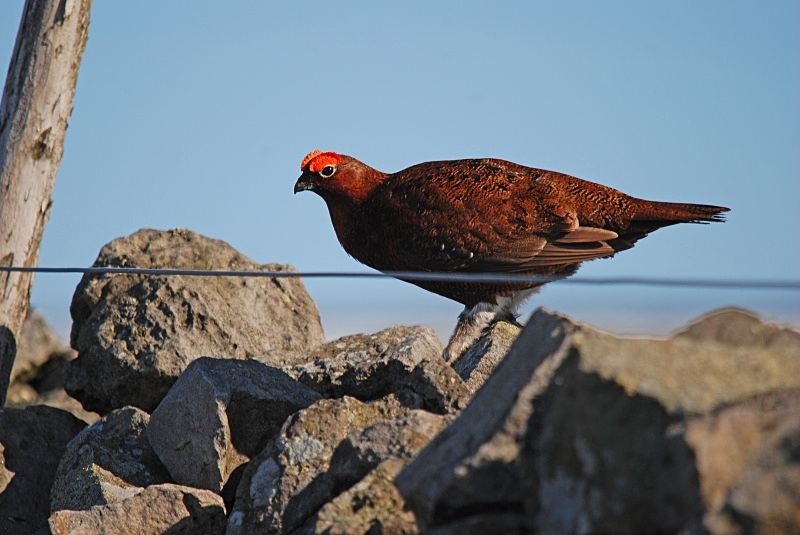 Red Grouse - Game birds