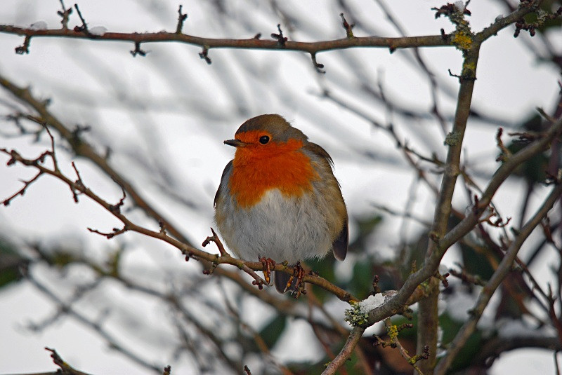 Robin - Robins