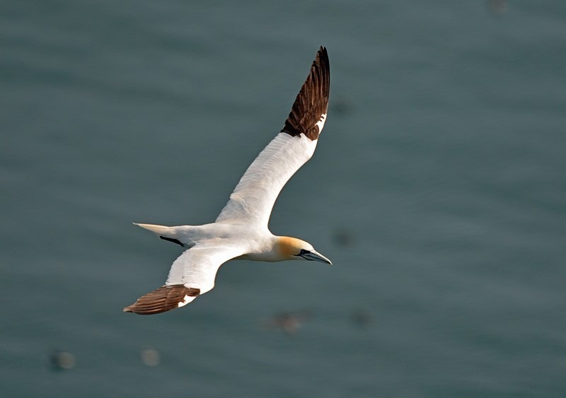 Gannet - Gannets