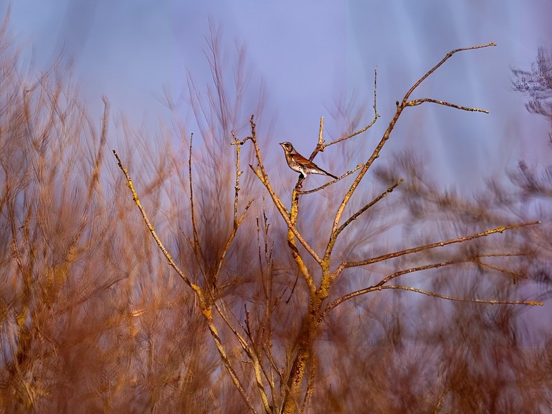 Fieldfare - Latest photos