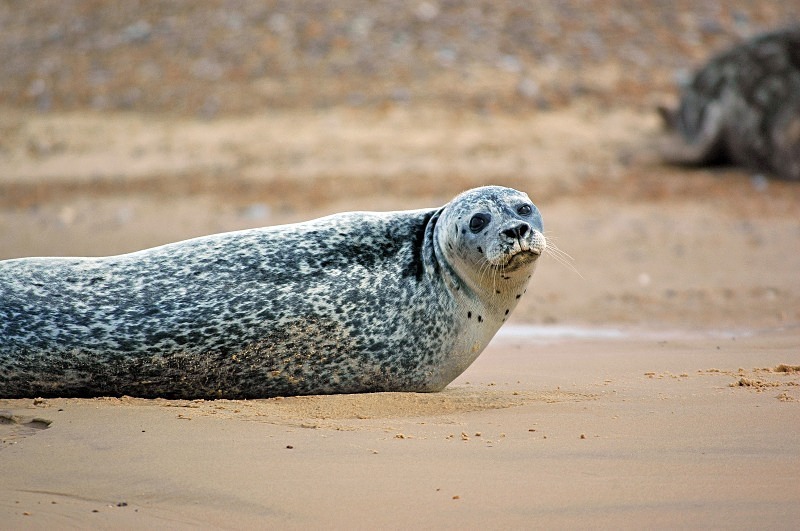 Common Seal - Common Seals