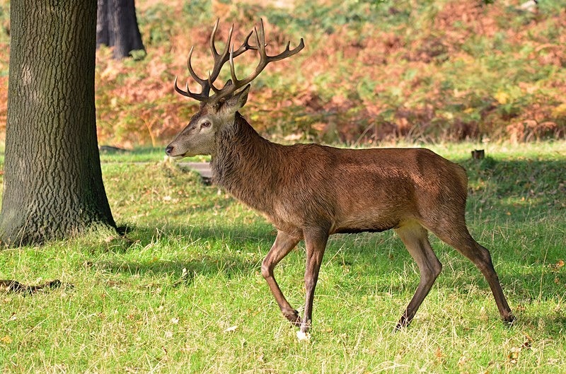 Red Deer - Red Deer