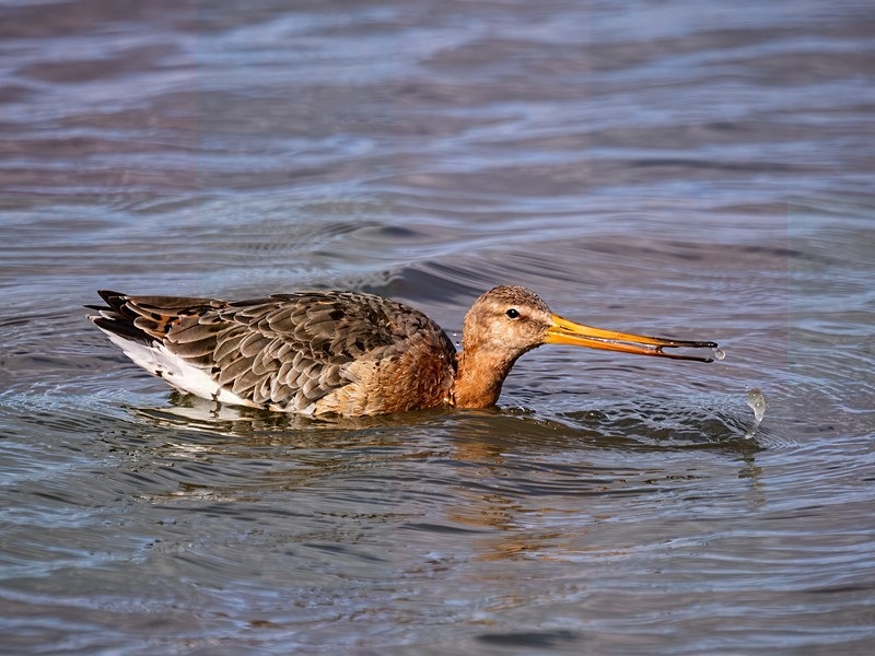Black-tailed Godwit - Sandpipers