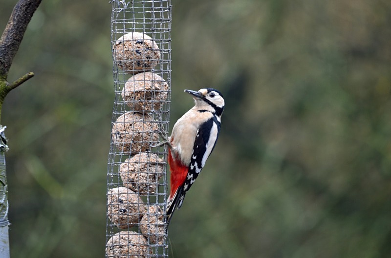 Great Spotted Woodpecker - Woodpeckers