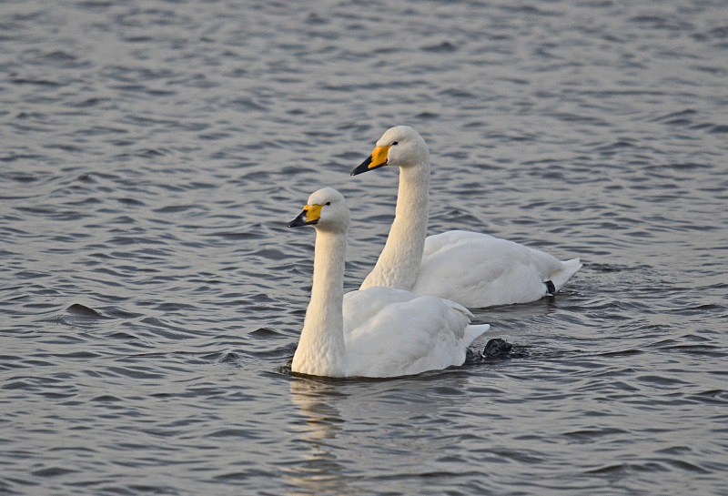 Whooper Swans - Whooper and Bewick's Swans