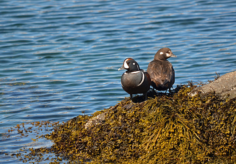 Harlequin Ducks - Westfjords