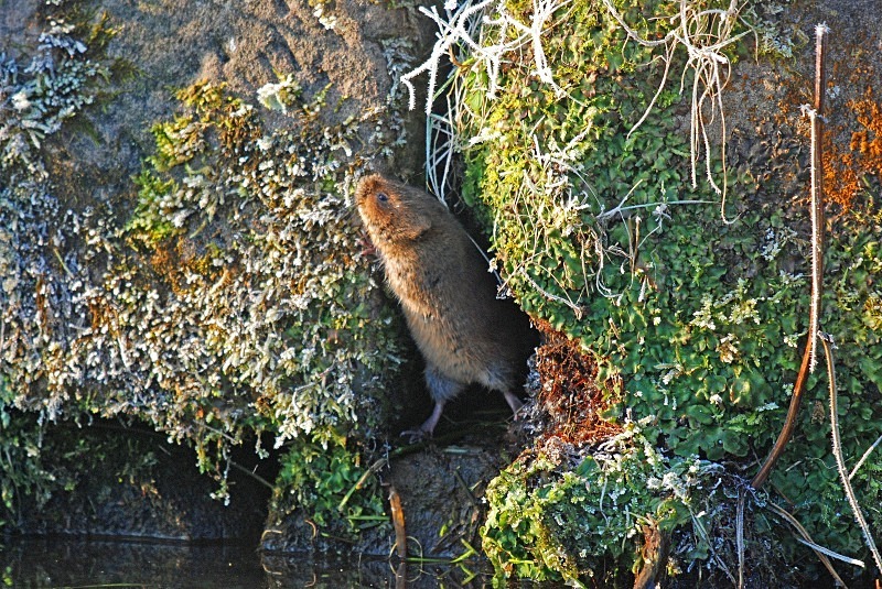 Water Vole - Water Voles
