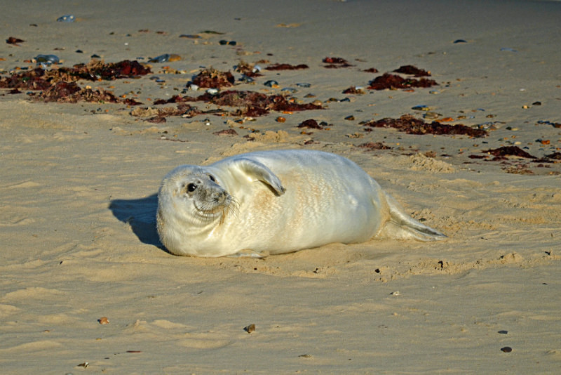 Atlantic Grey Seal - Atlantic Grey Seals