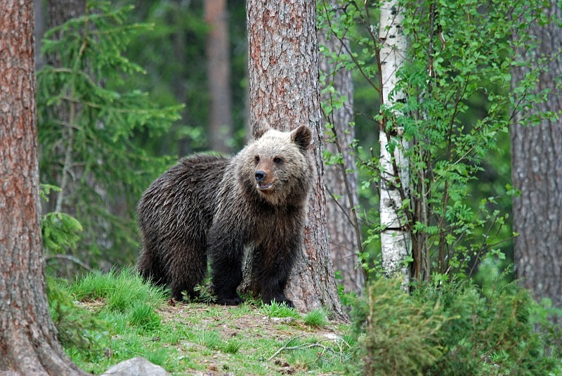 Brown Bear - North Finland and north Norway - May and June 2009