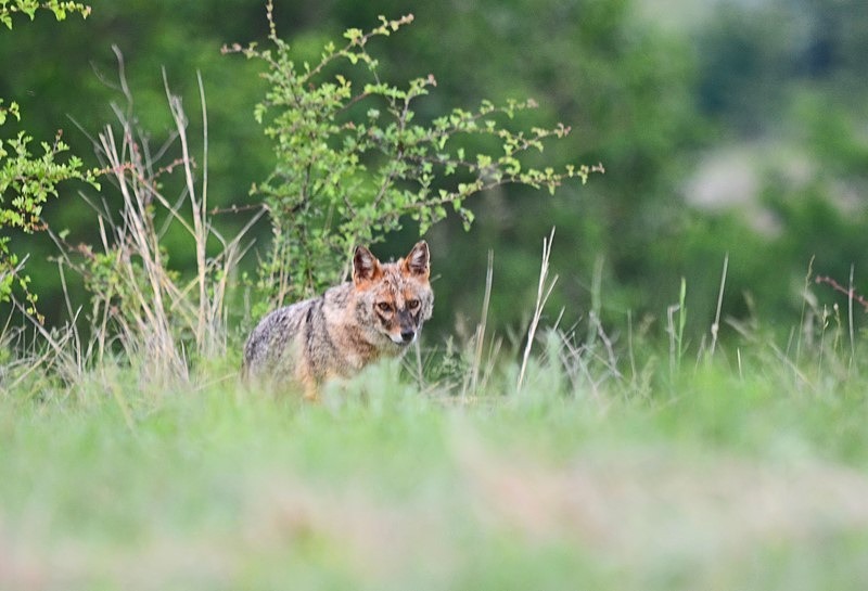 Golden Jackal - Bulgaria
