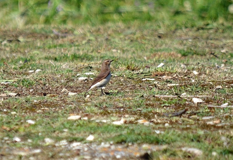 Isabelline Wheatear - Bulgaria