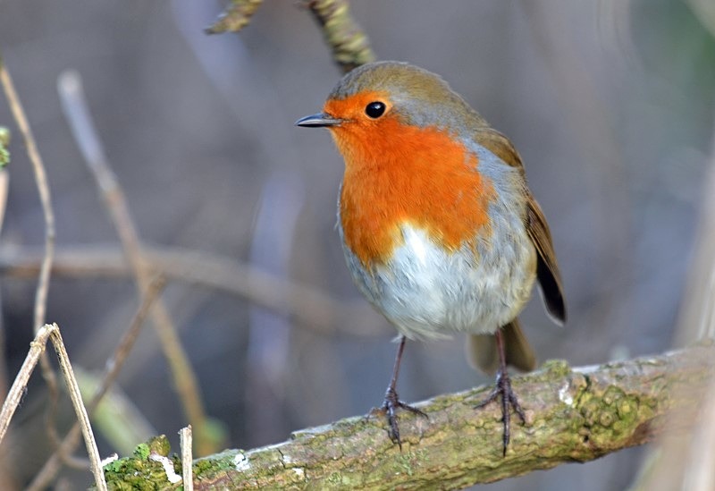 Robin