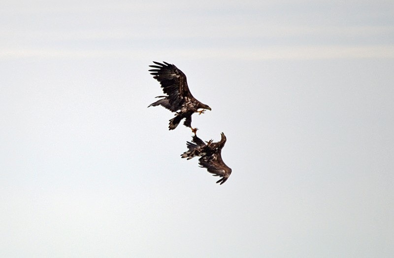 White-tailed Eagles - North Norway