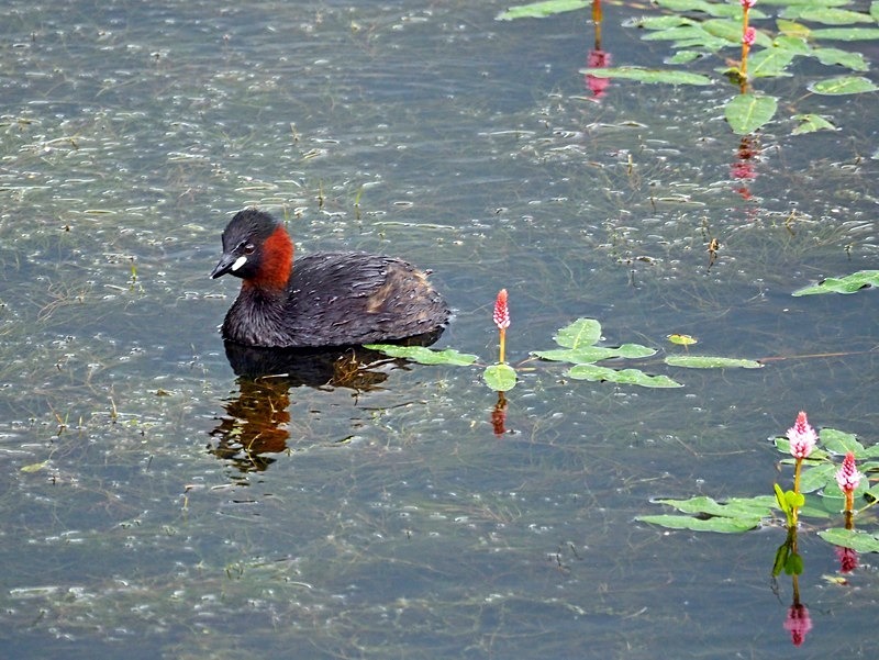 Little Grebe - Grebes