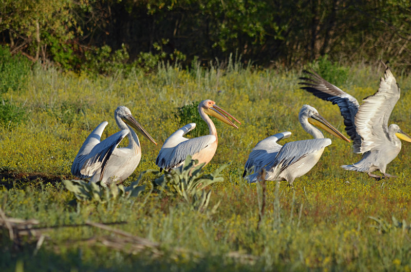 White Pelican and Dalmatian Pelicans - West Macedonia