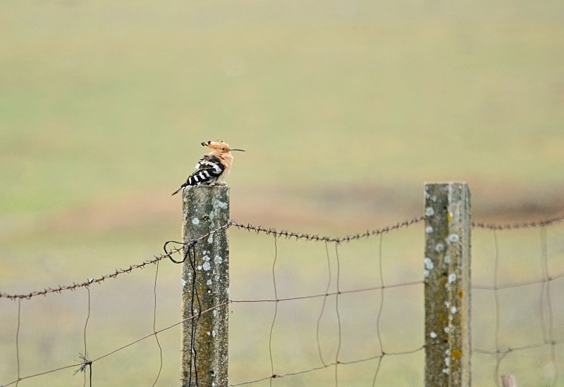 Hoopoe - South and west Spain - April and May 2012