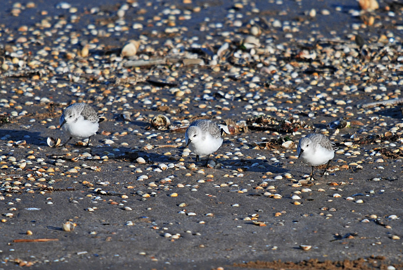 sanderlings