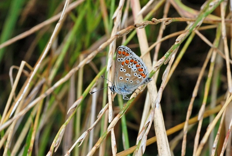 Common Blue - Butterflies