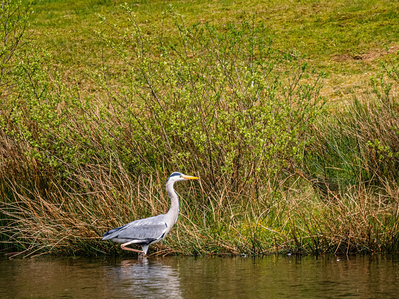 Grey Heron - Latest photos