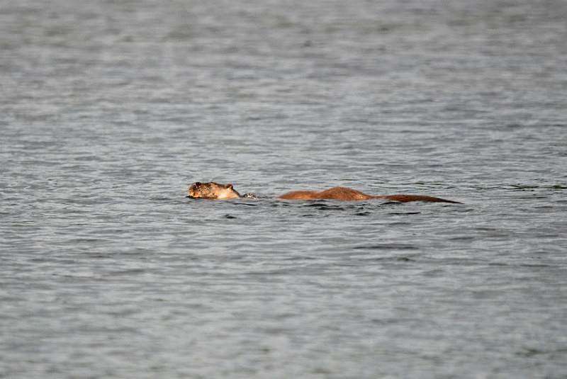 Otter - Otters