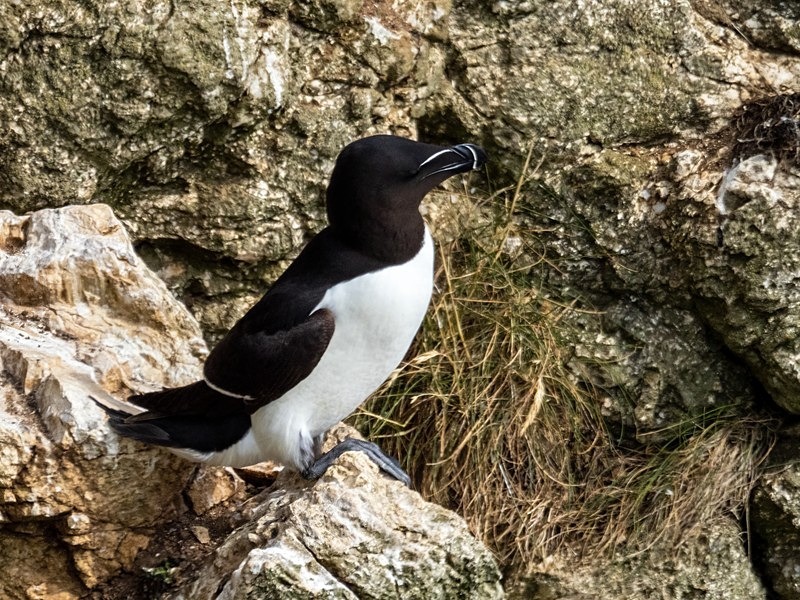 Razorbill - Auks