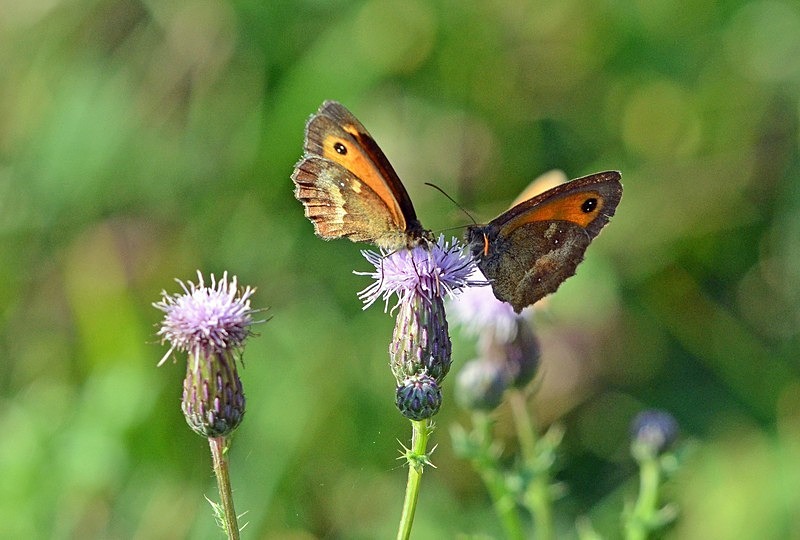 Gatekeepers - Butterflies