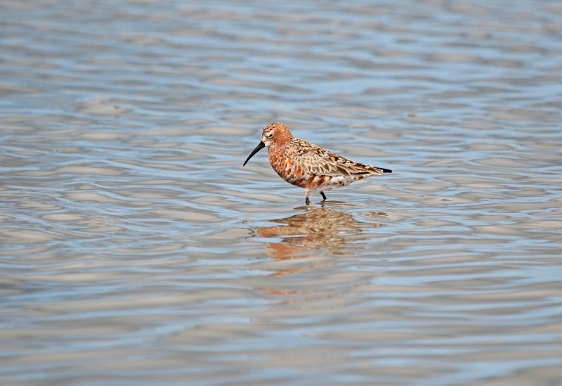 Curlew Sandpiper - South and west Spain - April and May 2012