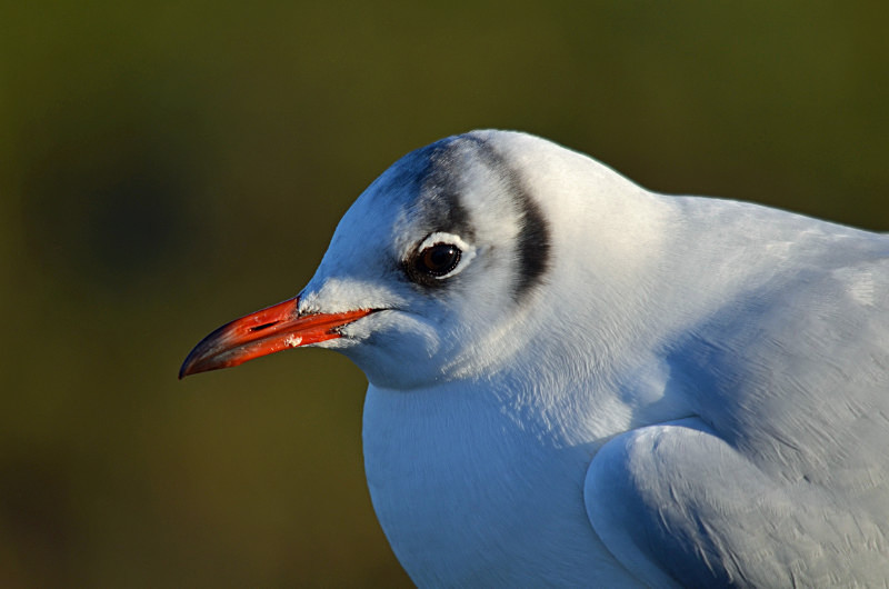 Black-headed Gull - Gulls