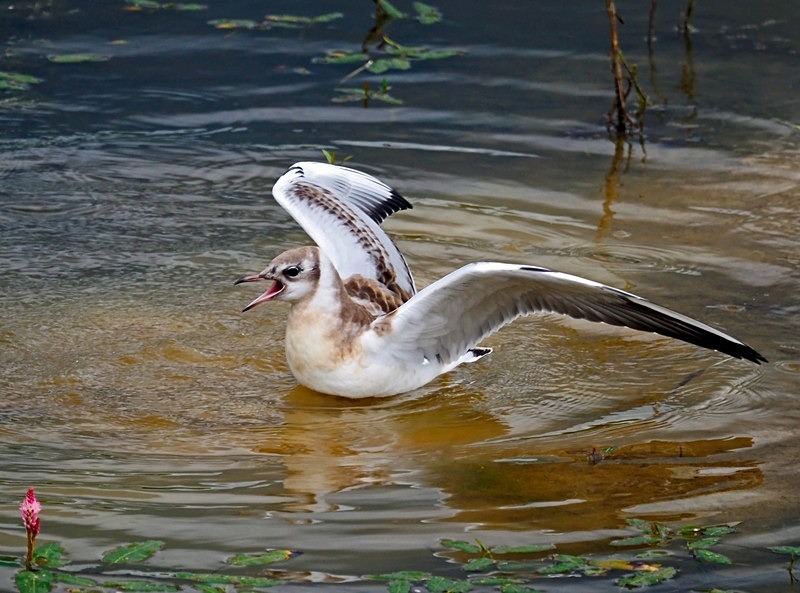 Juvenile Black-headed Gull - Gulls