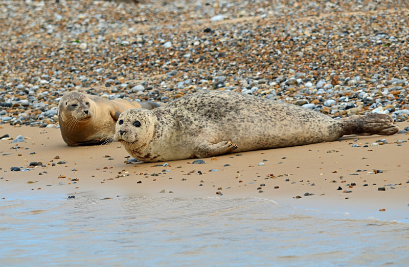 Common Seals - Common Seals