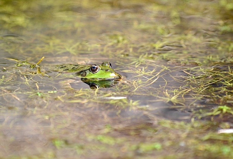Marsh Frog - Frogs and toads